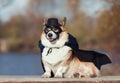 portrait of a corgi dog in a superhero carnival costume in a black mask and raincoat sitting and smiling