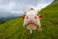 Funny portrait of a cow muzzle close-up on an alpine meadow