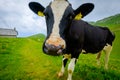 Funny portrait of a cow muzzle close-up on an alpine meadow