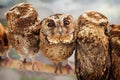 Funny portrait of curious baby owl