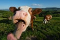 Funny portrait of a curious cow on the pasture in the Austrian Mostviertel landscape poke out its tongue licking up the camera Royalty Free Stock Photo