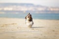 Funny portrait of a cute Bichon Havanese dog running happily on the city beach with hair fluttering in the wind. Shallow depth of Royalty Free Stock Photo