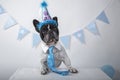 Funny portrait of cute french bulldog wearing silly birthday hat and blue tie leaning out on a table over white background. Happy Royalty Free Stock Photo