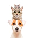 Funny portrait of cute pets Royalty Free Stock Photo