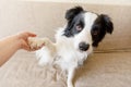 Funny portrait of cute puppy dog border collie on couch giving paw. Dog paw and human hand doing handshake. Owner training trick