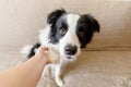 Funny portrait of cute puppy dog border collie on couch giving paw. Dog paw and human hand doing handshake. Owner training trick Royalty Free Stock Photo