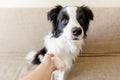 Funny portrait of cute puppy dog border collie on couch giving paw. Dog paw and human hand doing handshake. Owner Royalty Free Stock Photo