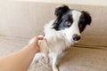 Funny portrait of cute puppy dog border collie on couch giving paw. Dog paw and human hand doing handshake. Owner training trick Royalty Free Stock Photo