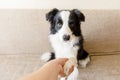 Funny portrait of cute puppy dog border collie on couch giving paw. Dog paw and human hand doing handshake. Owner training trick Royalty Free Stock Photo