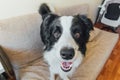 Funny portrait of cute puppy dog border collie on couch. New lovely member of family little dog looking happy and exited playing