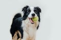 Funny portrait of cute puppy dog border collie holding toy ball in mouth isolated on white background. Purebred pet dog with Royalty Free Stock Photo