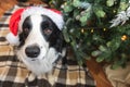 Funny portrait of cute puppy dog border collie wearing Christmas costume red Santa Claus hat near christmas tree at home Royalty Free Stock Photo