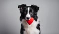 Funny portrait cute puppy tiger holding red heart in mouth isolated on white background, close up