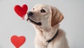 Funny portrait cute puppy tiger holding red heart in mouth isolated on white background, close up