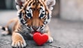 Funny portrait cute puppy tiger holding red heart in mouth isolated on white background, close up