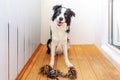 Funny portrait of cute smiling puppy dog border collie holding colourful rope toy in mouth. New lovely member of family little dog Royalty Free Stock Photo