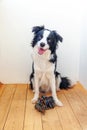 Funny portrait of cute smiling puppy dog border collie holding colourful rope toy in mouth. New lovely member of family little dog Royalty Free Stock Photo