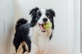 Funny portrait of cute smiling puppy dog border collie holding toy ball in mouth. New lovely member of family little dog at home Royalty Free Stock Photo