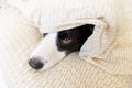 Funny portrait of cute smiling puppy dog border collie lay on pillow blanket in bed. New lovely member of family little dog at Royalty Free Stock Photo