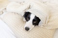 Funny portrait of cute smiling puppy dog border collie lay on pillow blanket in bed. New lovely member of family little dog at Royalty Free Stock Photo