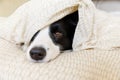 Funny portrait of cute smiling puppy dog border collie lay on pillow blanket in bed. New lovely member of family little Royalty Free Stock Photo