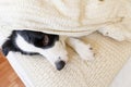 Funny portrait of cute smiling puppy dog border collie lay on pillow blanket in bed. New lovely member of family little Royalty Free Stock Photo