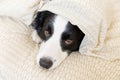 Funny portrait of cute smiling puppy dog border collie lay on pillow blanket in bed. New lovely member of family little dog at Royalty Free Stock Photo