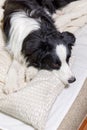 Funny portrait of cute smiling puppy dog border collie lay on pillow blanket in bed. New lovely member of family little dog at Royalty Free Stock Photo