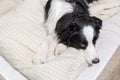 Funny portrait of cute smiling puppy dog border collie lay on pillow blanket in bed. New lovely member of family little Royalty Free Stock Photo