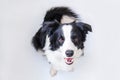 Funny portrait of cute smiling puppy dog border collie sitting isolated on white background. Pet dog with funny face Royalty Free Stock Photo