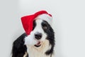 Funny portrait of cute smiling puppy dog border collie wearing Christmas costume red Santa Claus hat isolated on white Royalty Free Stock Photo