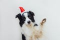 Funny portrait of cute smiling puppy dog border collie wearing Christmas costume red Santa Claus hat isolated on white Royalty Free Stock Photo