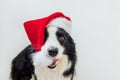 Funny portrait of cute smiling puppy dog border collie wearing Christmas costume red Santa Claus hat isolated on white Royalty Free Stock Photo