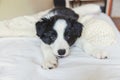 Funny portrait of cute smilling puppy dog border collie in bed at home Royalty Free Stock Photo