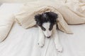 Funny portrait of cute smilling puppy dog border collie in bed at home Royalty Free Stock Photo