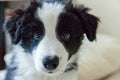 Funny portrait of cute smilling puppy dog border collie in bed at home Royalty Free Stock Photo