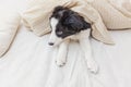 Funny portrait of cute smilling puppy dog border collie in bed at home Royalty Free Stock Photo