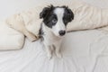 Funny portrait of cute smilling puppy dog border collie in bed at home Royalty Free Stock Photo