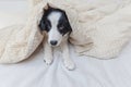 Funny portrait of cute smilling puppy dog border collie in bed at home Royalty Free Stock Photo