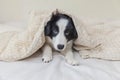 Funny portrait of cute smilling puppy dog border collie in bed at home Royalty Free Stock Photo