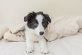 Funny portrait of cute smilling puppy dog border collie in bed at home Royalty Free Stock Photo