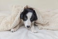Funny portrait of cute smilling puppy dog border collie in bed at home Royalty Free Stock Photo