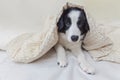 Funny portrait of cute smilling puppy dog border collie in bed at home Royalty Free Stock Photo