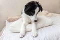 Funny portrait of cute smilling puppy dog border collie in bed at home Royalty Free Stock Photo