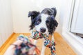 Funny portrait of cute smilling puppy dog border collie holding colourful rope toy in mouth. New lovely member of family little Royalty Free Stock Photo