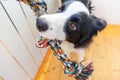 Funny portrait of cute smilling puppy dog border collie holding colourful rope toy in mouth. New lovely member of family little Royalty Free Stock Photo