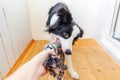 Funny portrait of cute smilling puppy dog border collie holding colourful rope toy in mouth. New lovely member of family little Royalty Free Stock Photo