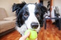 Funny portrait of cute smilling puppy dog border collie holding toy ball in mouth. New lovely member of family little dog at home Royalty Free Stock Photo