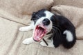 Funny portrait of cute smilling puppy dog border collie at home