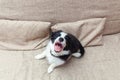 Funny portrait of cute smilling puppy dog border collie at home